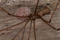 Pholcus_opilionoides_D5177_Z_92_Les Gris_Frankrijk
